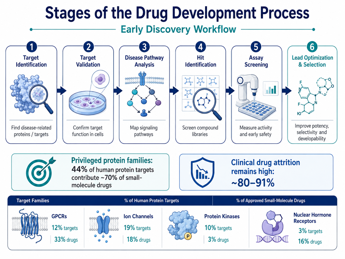 Infographic showing the early stages of the drug development process, including target identification, target validation, disease pathway analysis, hit identification, assay screening, and lead optimization. Suitable for pharmaceutical, biotech, and drug discovery education content.